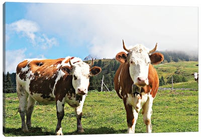Country Cows Canvas Art Print