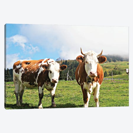 Country Cows Canvas Print #JBH1} by JB Hyler Canvas Print