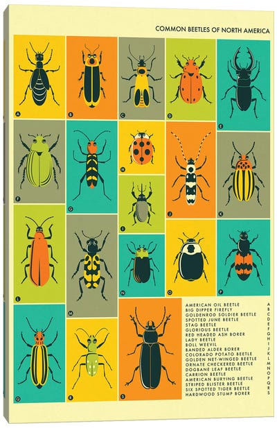 Common Beetles Of North America Canvas Art Print - Kids Educational Art