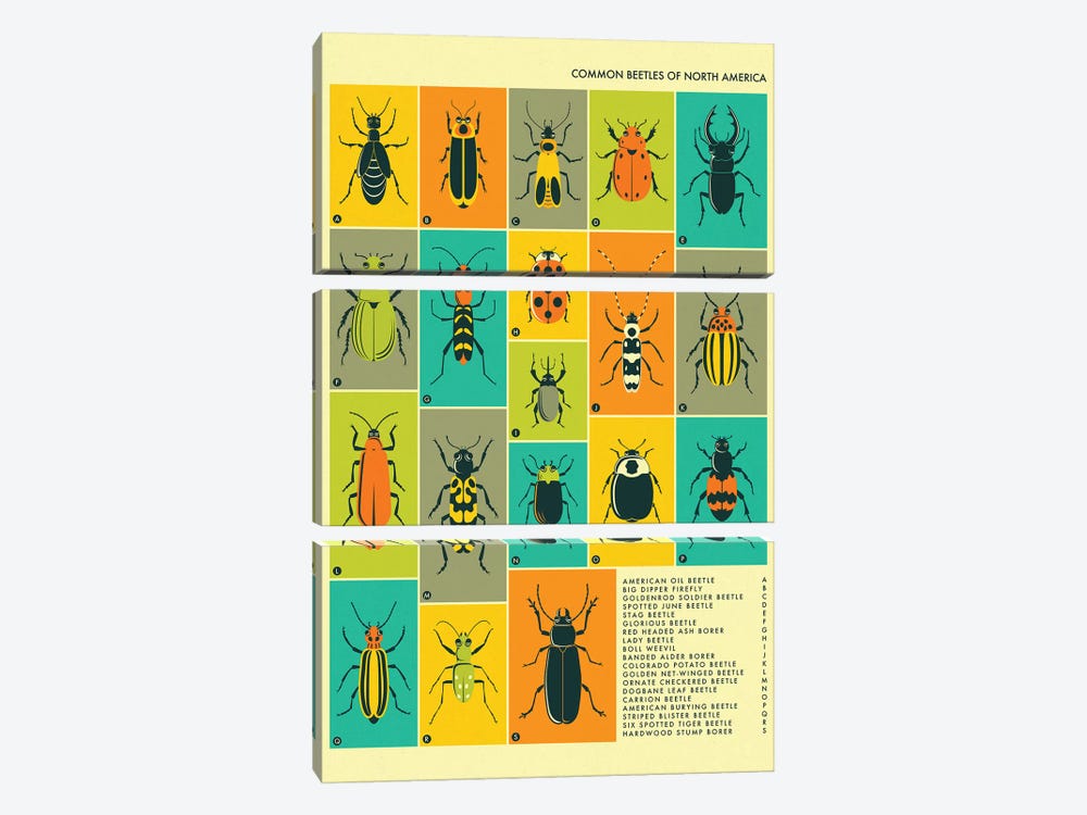 Common Beetles Of North America by Jazzberry Blue 3-piece Canvas Artwork
