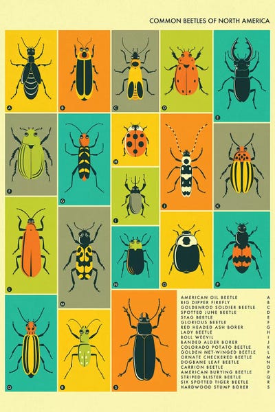 Common Beetles Of North America