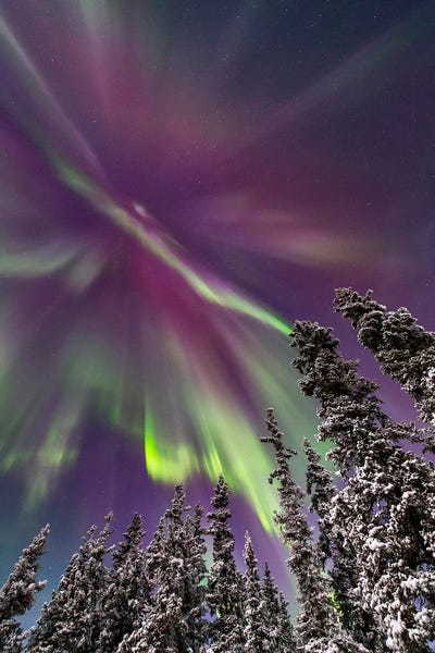 Scenic & Landscape Art - Canvas Prints: Aurora Borealis Above Snow Covered Trees, Whitehorse, Yukon, Canada. by Joseph Bradley