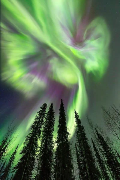 Scenic & Landscape Art - Canvas Prints: Aurora Borealis I, Dempster Highway, Yukon, Canada. by Joseph Bradley
