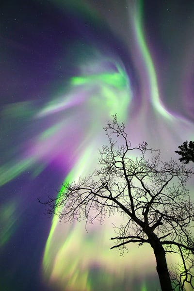 Scenic & Landscape Art - Canvas Prints: Aurora Borealis I, Whitehorse, Yukon, Canada. by Joseph Bradley