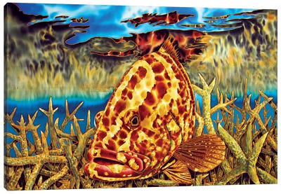 Nassau Grouper Canvas Art Print - Art by Black Artists