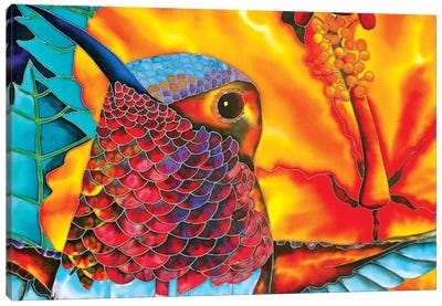 Rufous Hummingbird Canvas Art Print - Orange Art