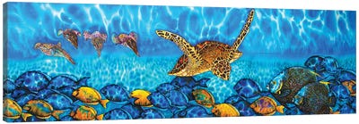 Akumal Canvas Art Print - Turtle Art