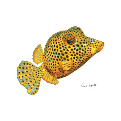 Box Fish In White Background by Daniel Jean-Baptiste canvas print