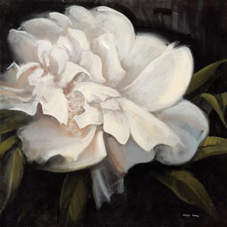Flower I by Joseph Cates wall art