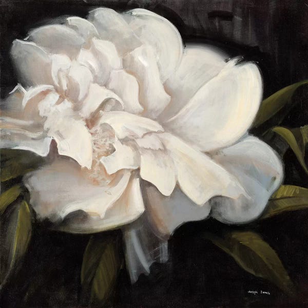 Joseph Cates: Flower I by Joseph Cates