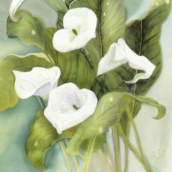 Calla Lilies: Tropical Callas by Jan Cole