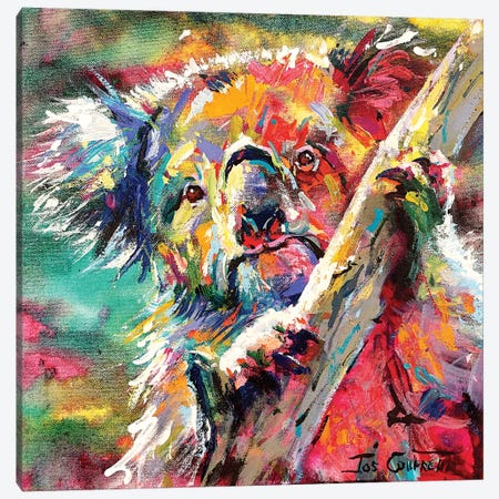 Curious Koala Canvas Print #JCF153} by Jos Coufreur Canvas Art Print