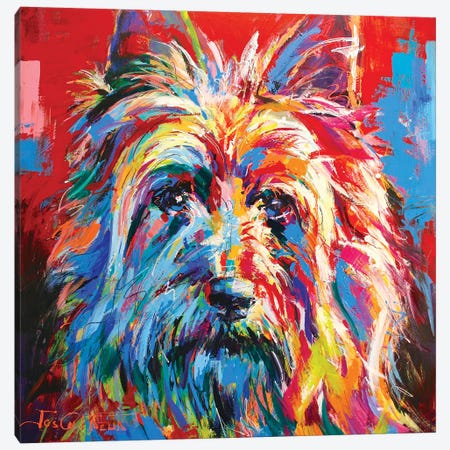 Australian Silky Terrier Canvas Print #JCF90} by Jos Coufreur Art Print