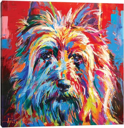 Australian Silky Terrier Canvas Art Print