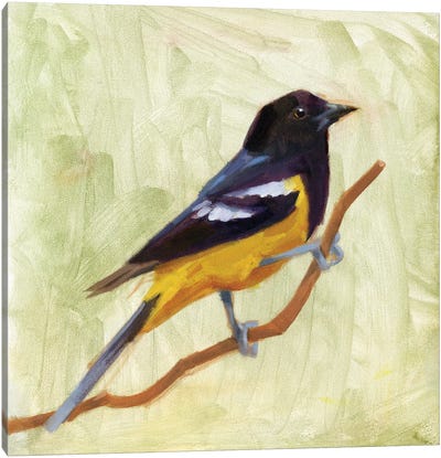 Backyard Birds I Canvas Art Print - Jacob Green