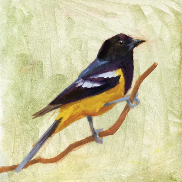 Jacob Green: Backyard Birds I by Jacob Green