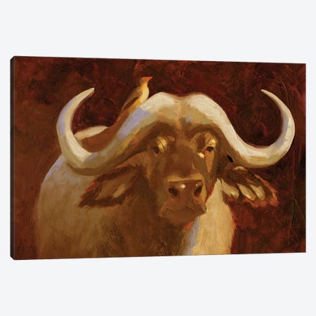 Cape Buffalo I Canvas Print #JCG31} by Jacob Green Canvas Art