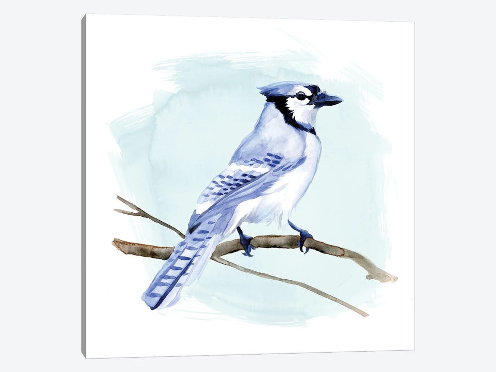 Coastal Blue Jay I Canvas Artwork by Jacob Green