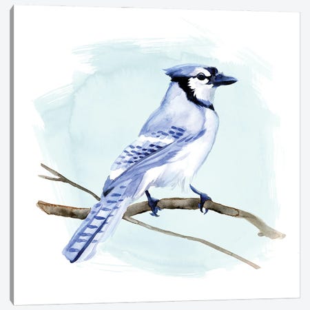 Coastal Blue Jay I Canvas Print #JCG35} by Jacob Green Art Print