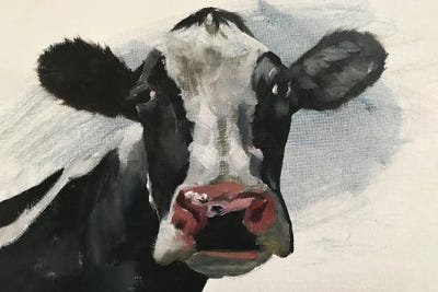 Pink Nose Cow by James Coates canvas print
