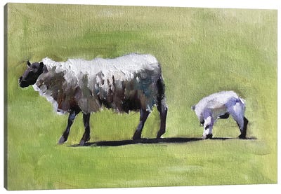 Sheep And Lamb In A Field Canvas Art Print