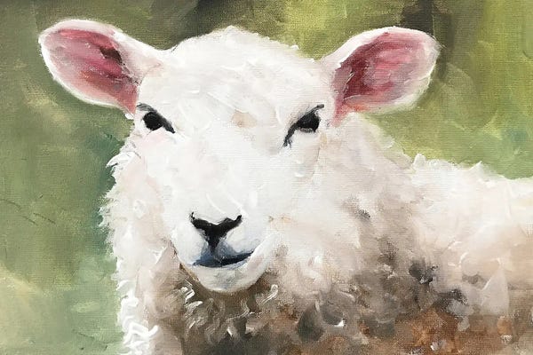 Sheep: Sheep Portrait by James Coates