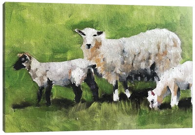 Three Little Sheep Canvas Art Print - James Coates