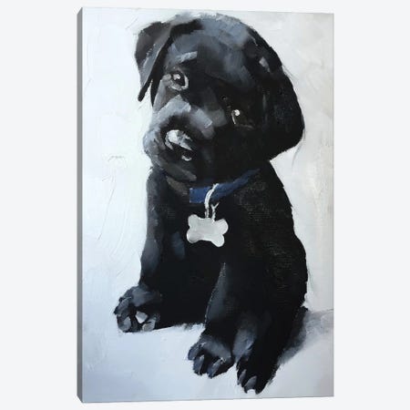 Black Labrador Puppy Canvas Print #JCT21} by James Coates Canvas Wall Art