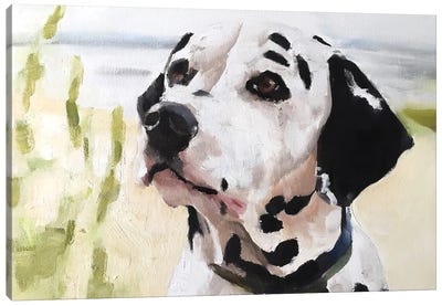 Dalmatian Dog Canvas Art Print - James Coates