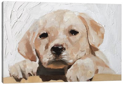 Golden Labrador Puppy Canvas Art Print - James Coates