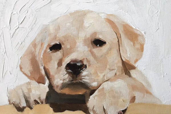 Puppies: Golden Labrador Puppy by James Coates