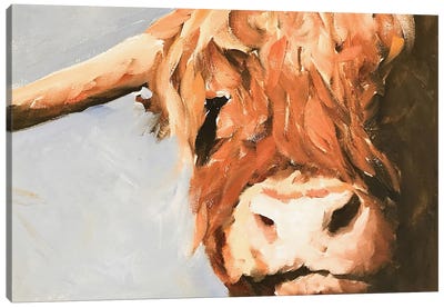 Grumpy Cow Canvas Art Print - Highland Cow Art
