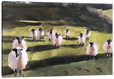 A Field Of Sheep Canvas Art Print - James Coates