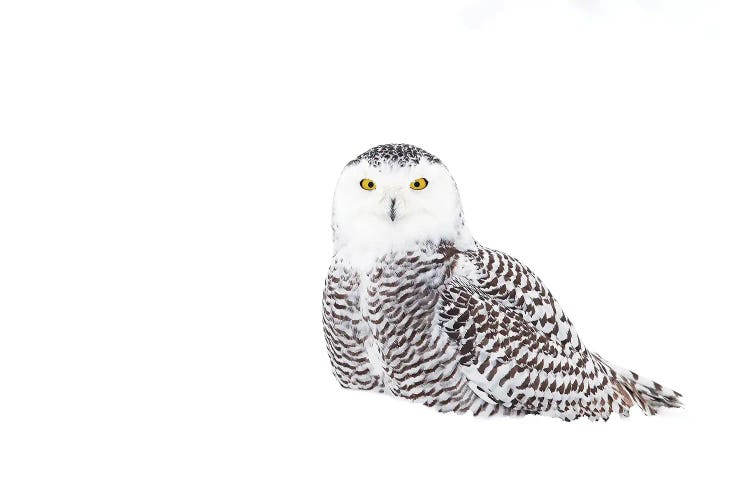 Snowy Owl In Winter Snow