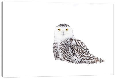 Snowy Owl In Winter Snow Canvas Art Print