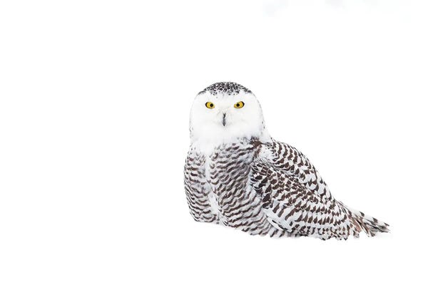 Snowy Owl In Winter Snow