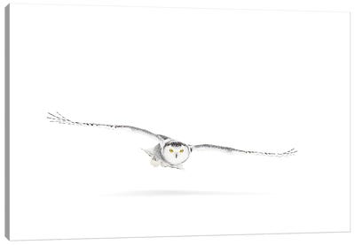 Snowy Owl On The Hunt Canvas Art Print