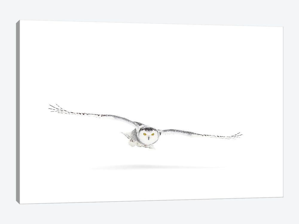 Snowy Owl On The Hunt by Jim Cumming 1-piece Canvas Artwork