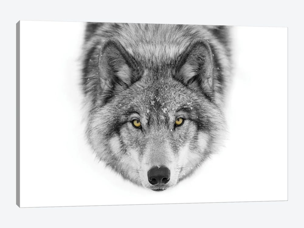 Yellow Eyes - Timber Wolf Art Print by Jim Cumming | iCanvas