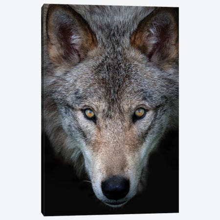 All The Better To See You - Timber Wolf Canvas Print #JCU2} by Jim Cumming Canvas Wall Art