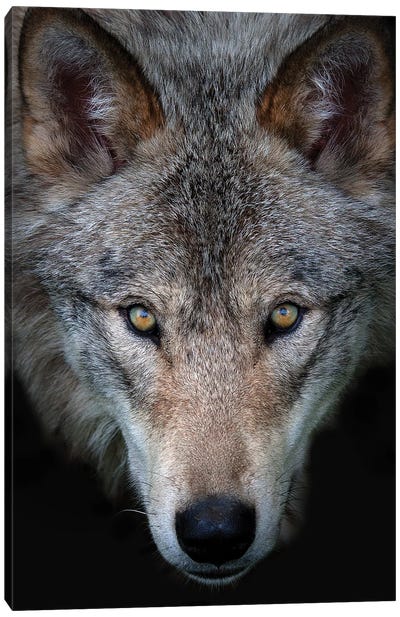 All The Better To See You - Timber Wolf Canvas Art Print