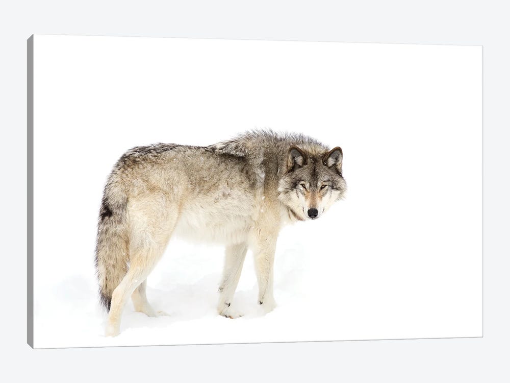 all white timberwolf dog