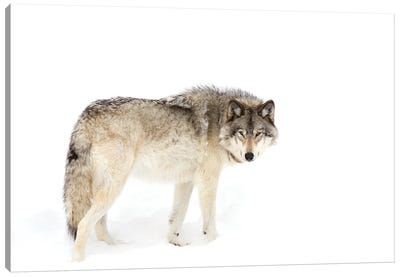 Canadian Timber Wolf Walking Through The Snow Canvas Art Print