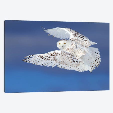 Flight Of The Snowy - Snowy Owl Canvas Print #JCU4} by Jim Cumming Canvas Print