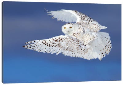 Flight Of The Snowy - Snowy Owl Canvas Art Print
