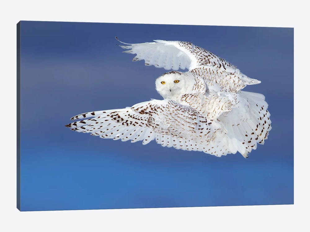 Flight Of The Snowy - Snowy Owl by Jim Cumming 1-piece Art Print