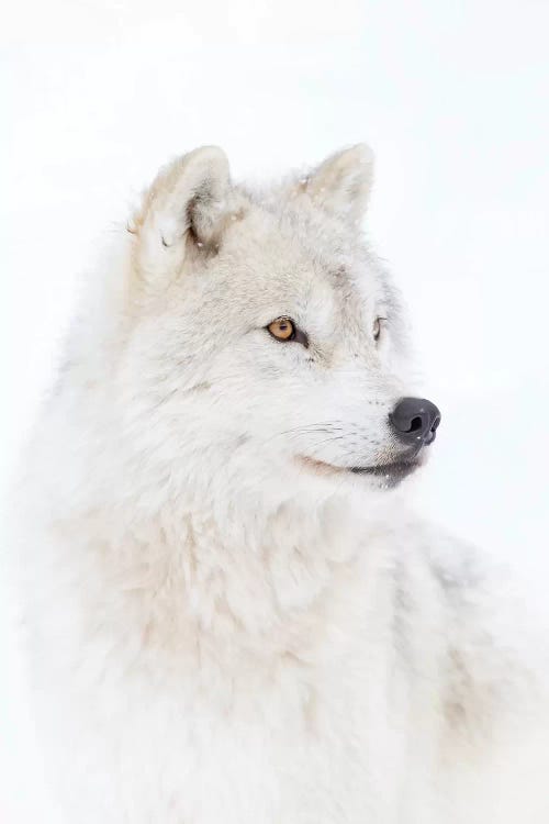 Portrait Of An Arctic Wolf