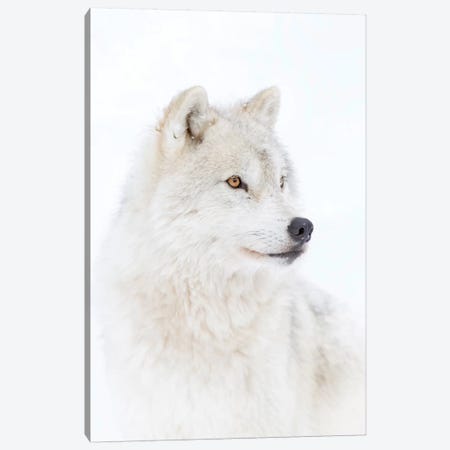 Portrait Of An Arctic Wolf Canvas Print #JCU5} by Jim Cumming Art Print