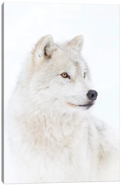 Portrait Of An Arctic Wolf Canvas Art Print