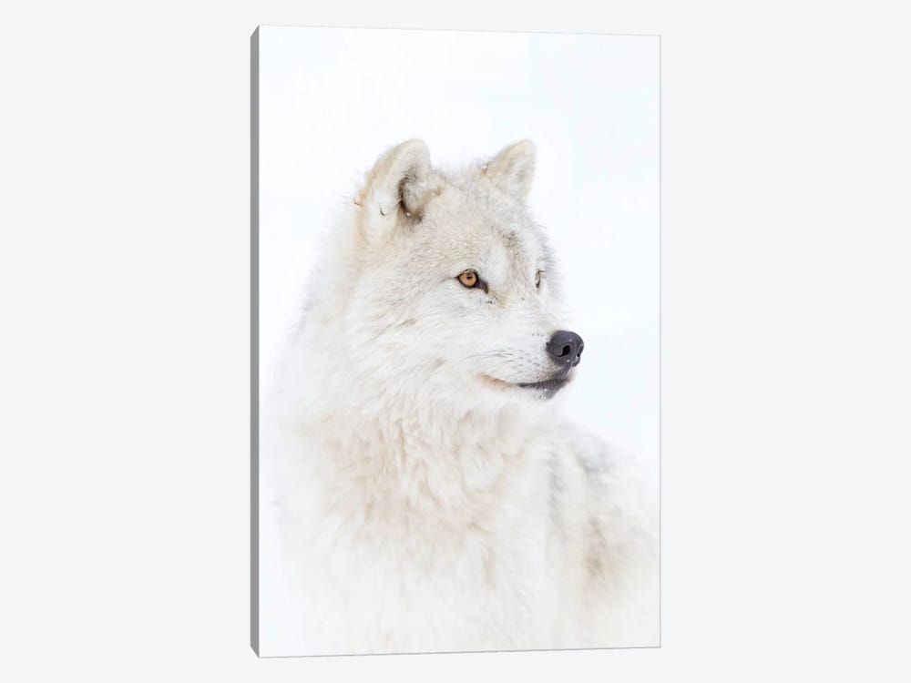 Portrait Of An Arctic Wolf by Jim Cumming 1-piece Canvas Art